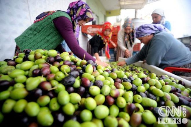 Marmarabirlik ilk ödemeyi bugün yapacak