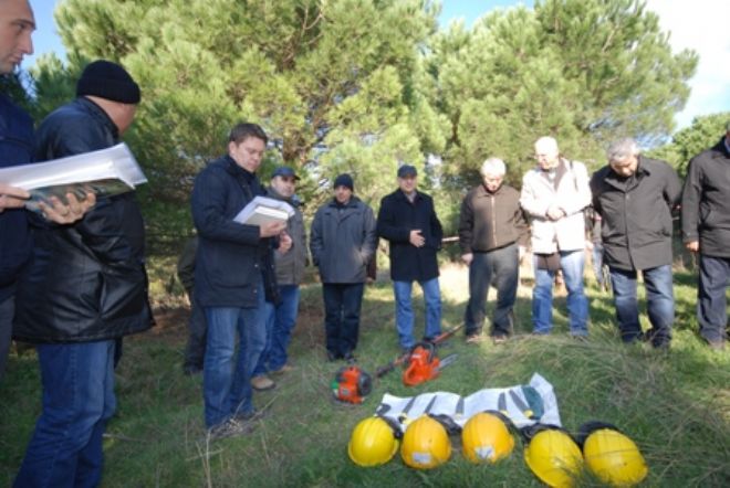 Fıstık çamı harmanına hazırlık