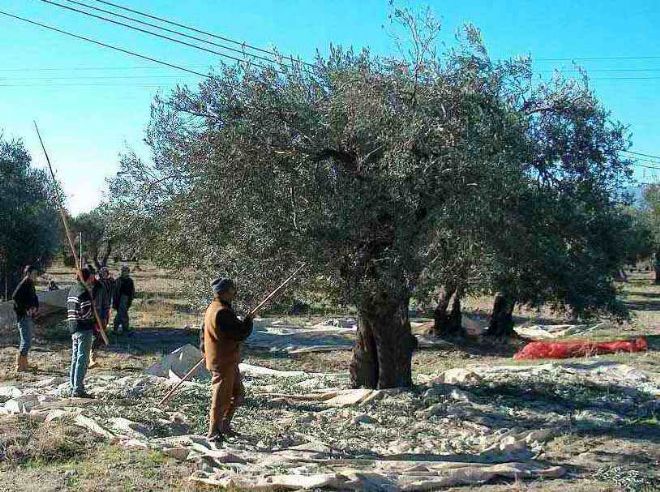 Marmarabirlik 39 bin ton ürün alımı yaptı