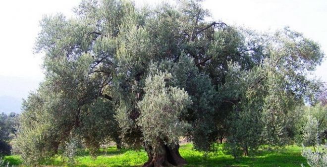 Zeytinlikleri maden yatırımlarına açacak tasarı tepki çekiyor