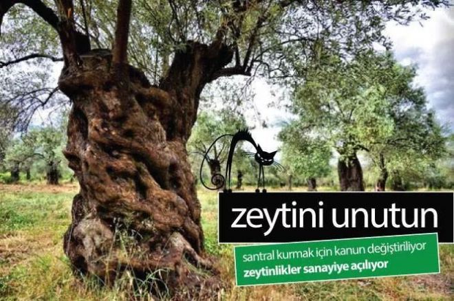 Zeytin Ağacı