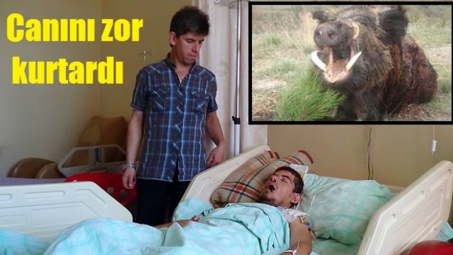 Domuz çarptı