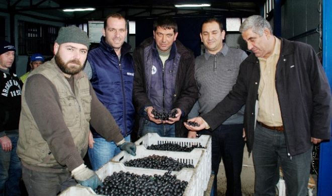 Hedef 6 milyon kilo alım