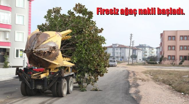 Ağaç nakli başladı