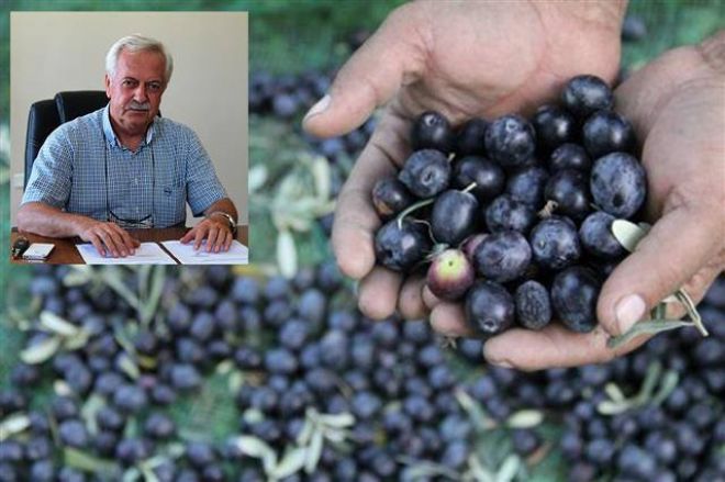  ``Zeytinyağı fiyatları yükselebilir``