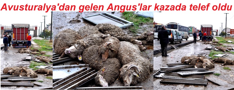 Anguslar kaza da kurban oldu