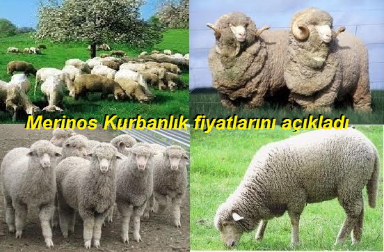 Merinos kurban Fiyatlarını açıkladı