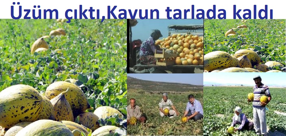 Kavun müstahsilin elinde kaldı