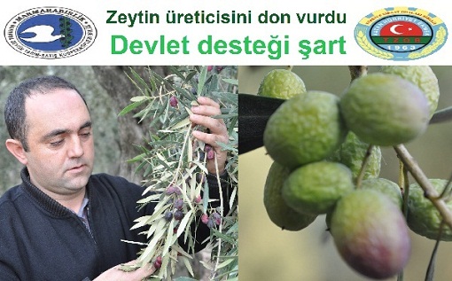 Zeytin Üreticisi vurgun mağduru